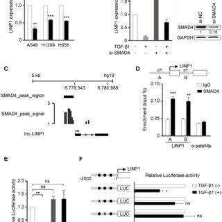 TGF β represses lnc LINP1 transcription by SMAD4 in human lung cancer