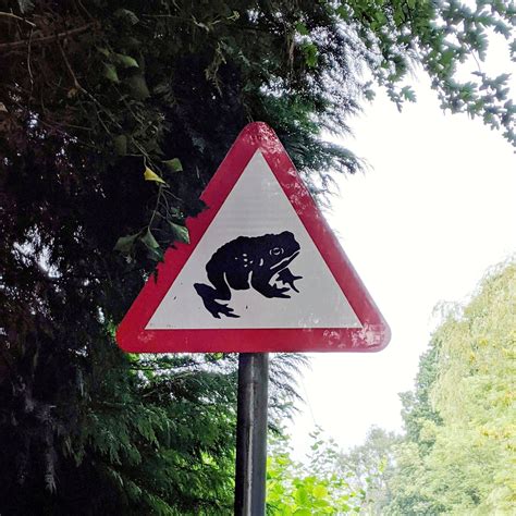 Warning: Frog is watching : r/frogs