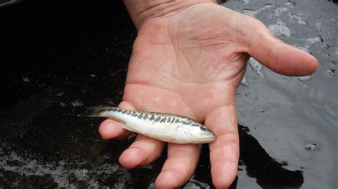 Largemouth Bass Fry