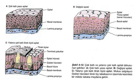 Ansiklopedik Tıbbi Döküman Epitel Dokusu
