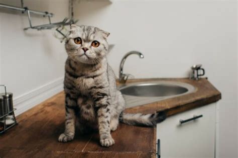 Scottish Fold Tabby Info Pictures Facts History Catster