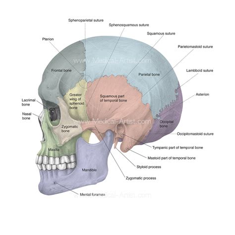 Anatomy Of The Head And Neck Human Anatomy Medical Illustration