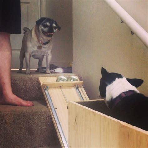 Dog Owner Builds A 'Doggie-Vator' Stairlift For Her Three Elderly Rescued Pugs And People Find ...