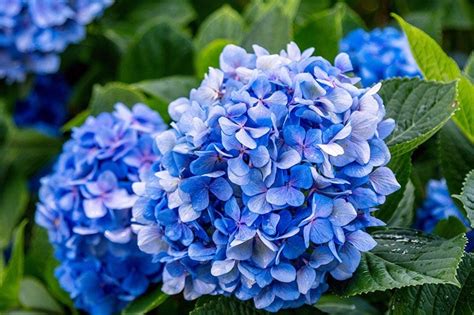 Los Mejores Consejos Para Cultivar Hortensias Foto