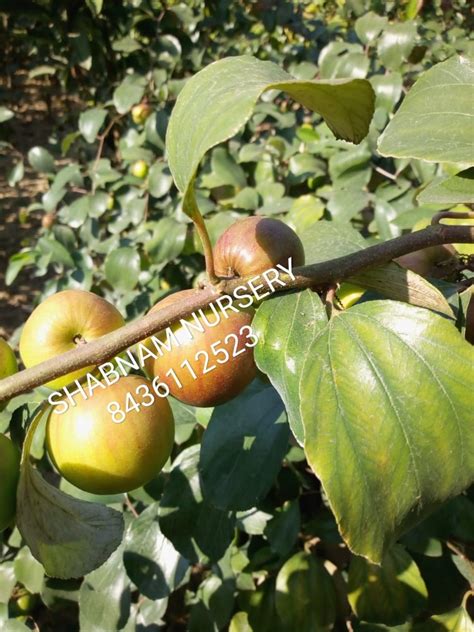 Feet Well Watered Kashmiri Apple Ber Plant For Fruit At Rs Plant