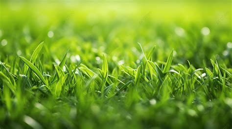 Spring Season S Green Grass Texture Background Grass Ground Grass Grass Texture Background