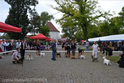 Peste 900 de câini din 40 de țări la Dracula Dog Show Târgu Mureș