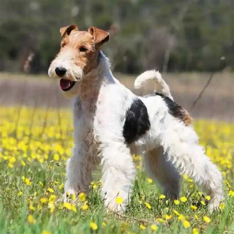 Cuanto Cuestan Los Cachorros De Fox Terrier De Pelo Duro