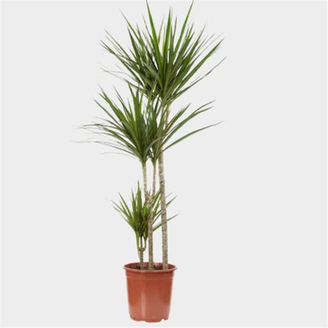 Dracaena Marginata 110 120 Cm Plantes Addict