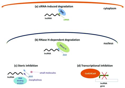 Approaches For Targeting Nuclear And Cytosolic LncRNAs A SiRNAs Can