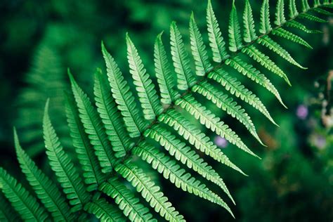 Fern Green Foliage And Leaf K Hd Wallpaper