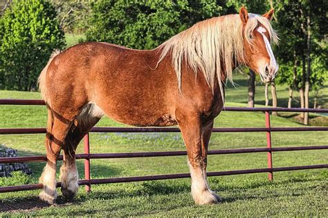 Belgian Draft Horse Breed Info & Facts