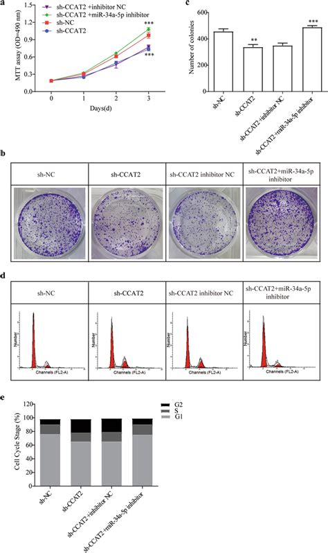 CCAT2 Regulates Lx 2 Cells Through MiR 34a 5p A Comparison Of Cell