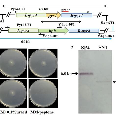 Growth Of Trichoderma Reesei Sn1 Qm9414 And Rut C30 On Different Download Scientific Diagram