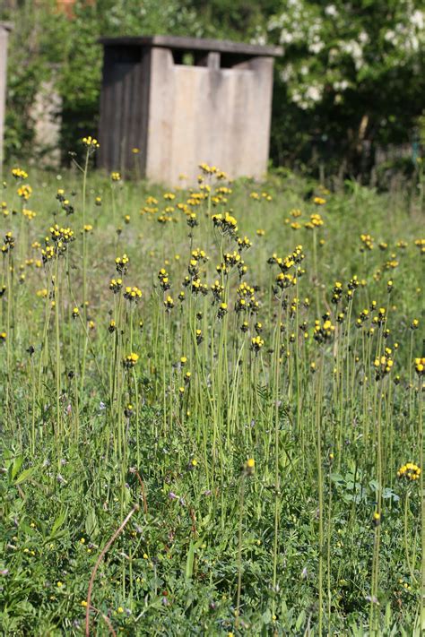 Pflanze Des Monats Wiesen Habichtskraut Stiftung Naturschutz Berlin