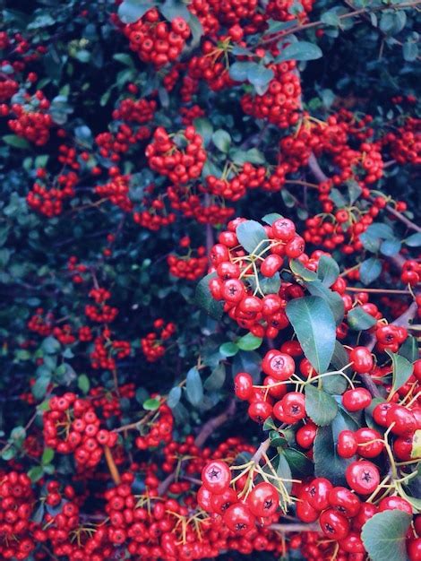 Premium Photo Close Up Of Red Flowers