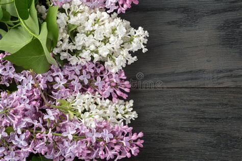 Purple And White Lilac Flower On Old Oak Table Top Stock Photo Image