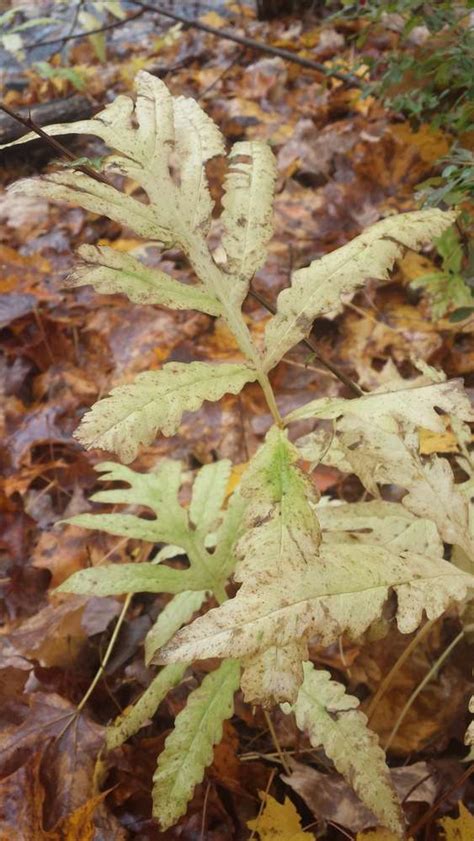 Sighting Onoclea Sensibilis At Leverett MA PlantShare Go Botany