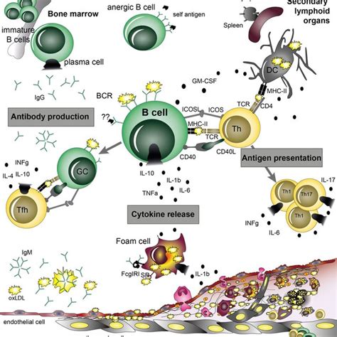 B Cell Functions In Atherosclerosis B Cells Can Play Both