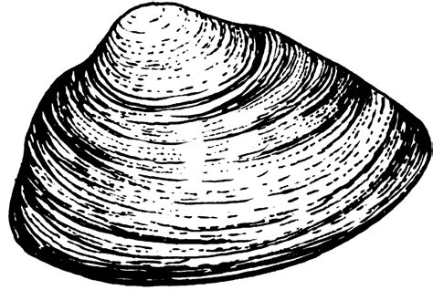 Baltic Clam Clip Art Library