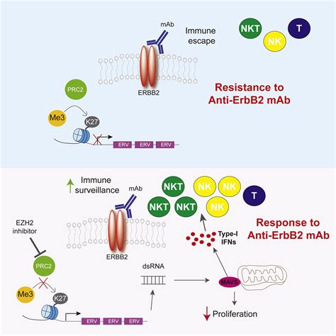 Reduction Of Global H3K27me3 Enhances HER2 ErbB2 Targeted Therapy Cell