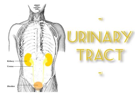 JobuFIT | Anatomy Monday: Urinary Tract - JobuFIT