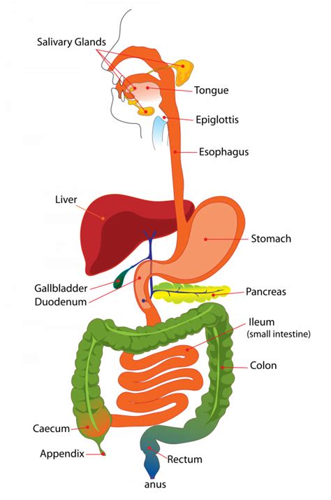 Nutrici N Nutriente Escuela Core Movimiento Es Salud