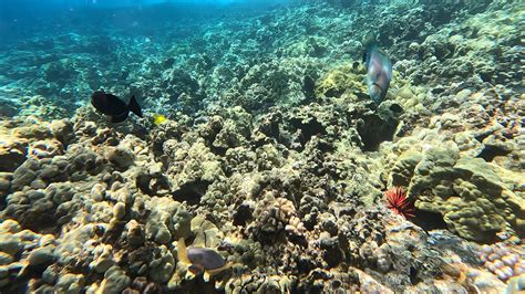 Molokini Crater, Maui : r/gopro