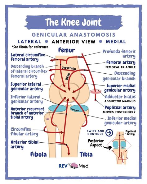 Rev Med Anatomy Lessons On Tumblr