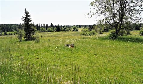 Stadt Mühlheim sucht Pächter für ihre Weideflächen