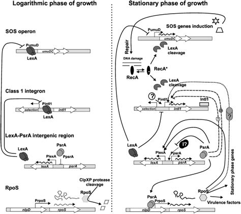 Working Model For Role Of Lexa Psra And Rpos In Regulation Of Class 1