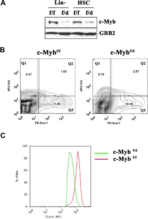 Figure 1 From Requirement Of C Myb For P210 BCR ABL Dependent