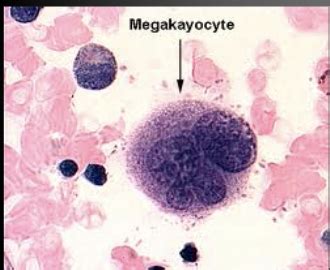 Hematopoiesis Flashcards Quizlet