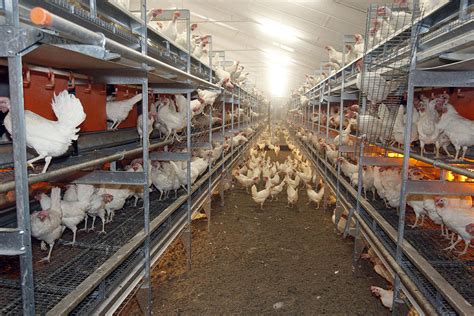 Cage Free Eggs Us Food Companies Under Pressure Poultry World