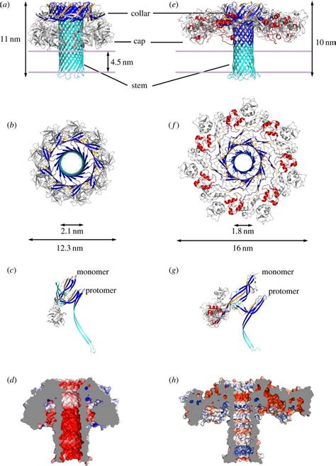 Molecular Mechanism Of Pore Formation By Aerolysin Like Proteins