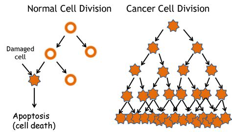 Biology Cancer Diagram Quizlet