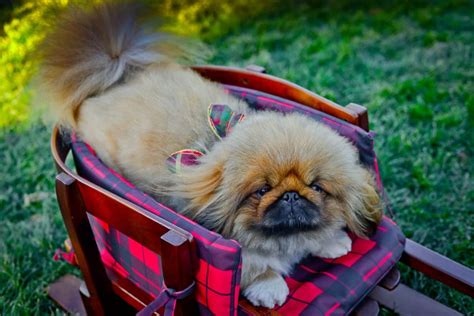 Living With Pekingese Showsight Magazine