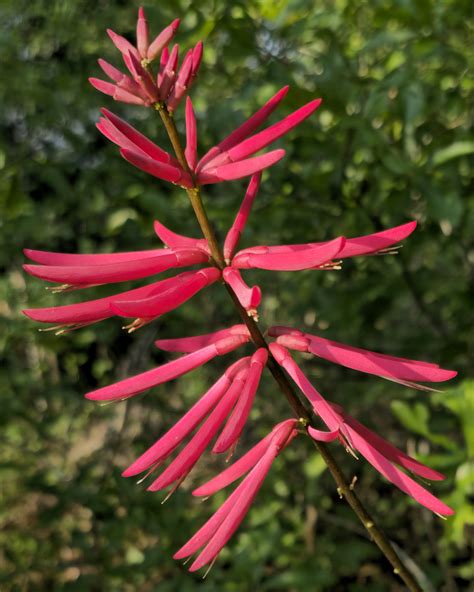 Mamou Bean Coral Bean Cherokee Bean Redcardinal Cardinal Spear