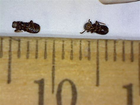 Tiny Black Subterranean Termites From Pml Groveland Foothill Sierra