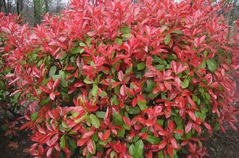 75 Red Tip Photinia Hedge Spacing - Télécharger