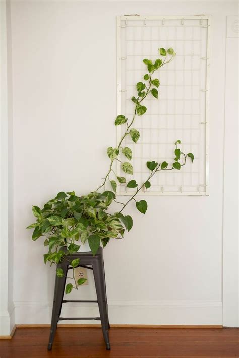 Indoor Vine Plants - Plants BN