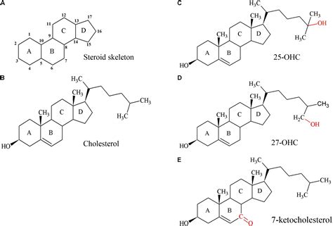 Frontiers Physiology And Pathophysiology Of Steroid Biosynthesis Transport And Metabolism In