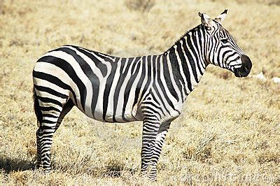 Zebra In Natural Habitat Stock Photography | CartoonDealer.com #15610298