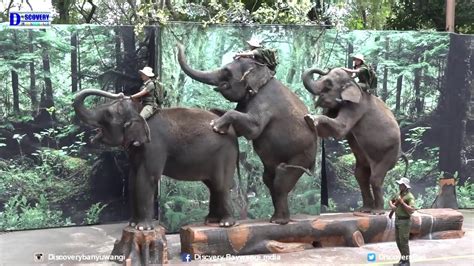 Pertunjukan Keren Gajah Di Taman Safari Indonesia Prigen Youtube