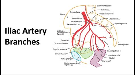 Pelvic Arteries Anatomy