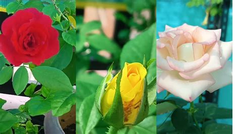 ரோஜா செடி பராமரிப்பு வளர்ப்பு How To Grow Rose Plant Rose