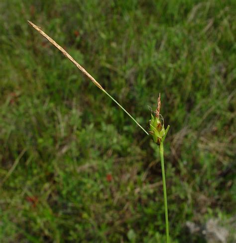 Carex Oligosperma Few Seeded Sedge Go Botany