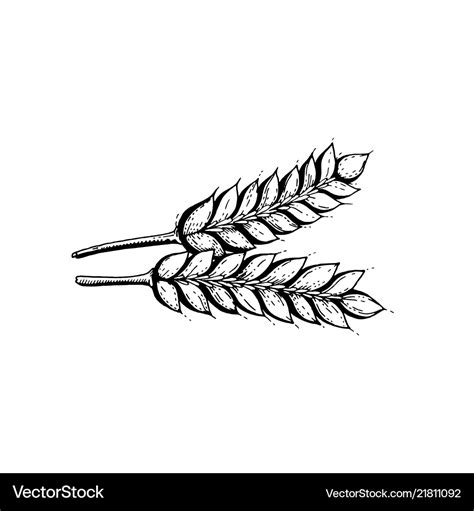 Hand draw wheat ears Royalty Free Vector Image