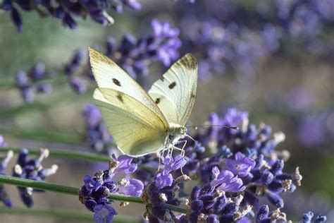 Butterfly Pollination Blooming Free Photo On Pixabay Pixabay