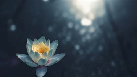 Sunlight Lense Flare Aquatic Plant Close Up White Lotus Lotus